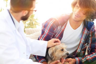 belgili tanımlık Yorkshire korkunç bir muayene veteriner yürütmektedir.