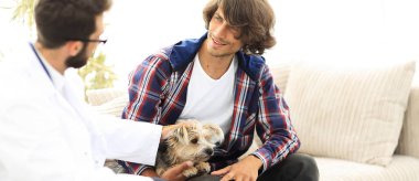 belgili tanımlık Yorkshire korkunç bir muayene veteriner yürütmektedir.