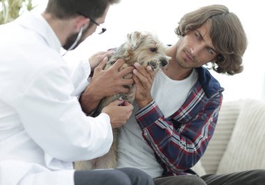 Sevgi dolu sahibi ile bir veteriner ofiste a Yorkshire korkunç