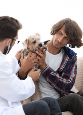 Sevgi dolu sahibi ile bir veteriner ofiste a Yorkshire korkunç