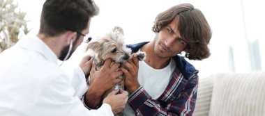 Sevgi dolu sahibi ile bir veteriner ofiste a Yorkshire korkunç