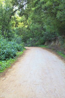 Bahar yeşil bir ormanda yol