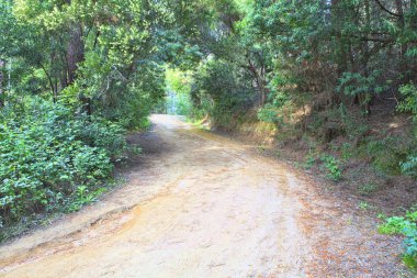 Bahar yeşil bir ormanda yol