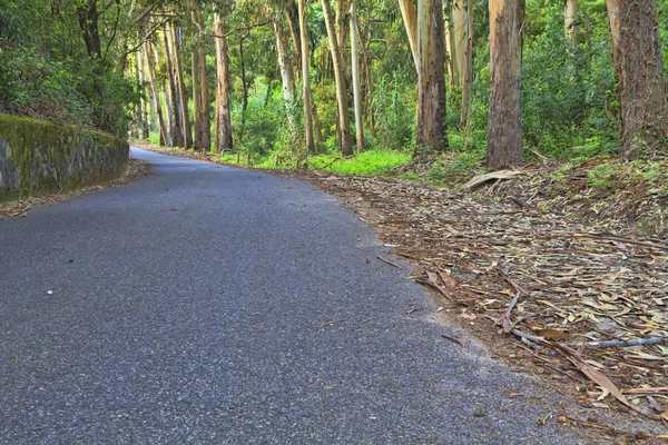 Estrada em uma floresta verde na primavera — Fotografia de Stock