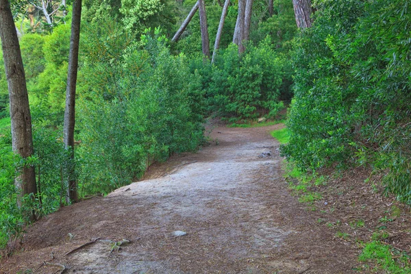 Estrada em uma floresta verde na primavera — Fotografia de Stock