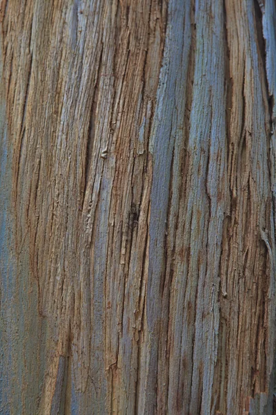 Primer plano de la corteza de un árbol viejo — Foto de Stock