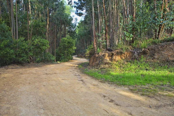 Strada in una foresta verde in primavera — Foto Stock