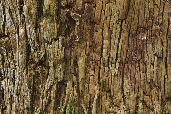 Primer plano de la corteza de un árbol viejo — Foto de Stock