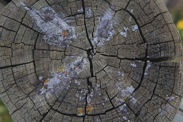 Top view of a cut tree — Stock Photo, Image