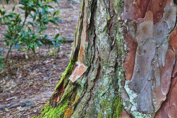 Primer plano de la corteza de un árbol viejo — Foto de Stock