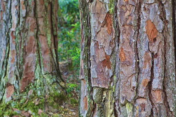 Closeup of the bark of an old tree — Stock Photo, Image