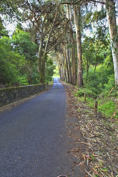 Silnice v zeleném lese na jaře — Stock fotografie