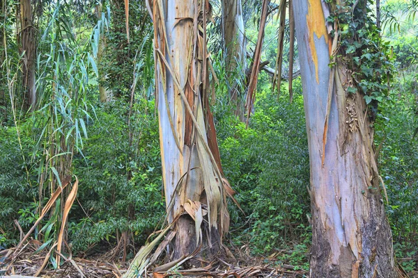 Foresta verde in primavera — Foto Stock