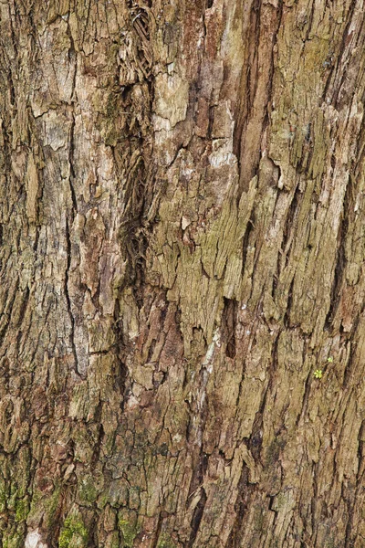 Primer plano de la corteza de un árbol viejo — Foto de Stock