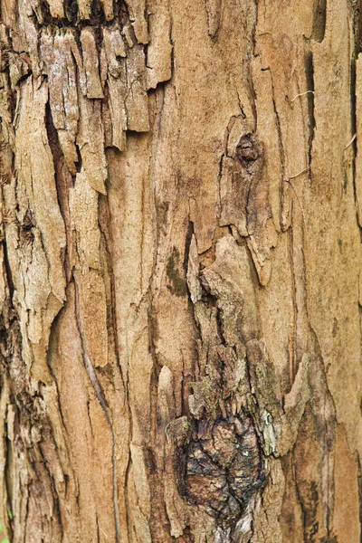 Primer plano de la corteza de un árbol viejo — Foto de Stock