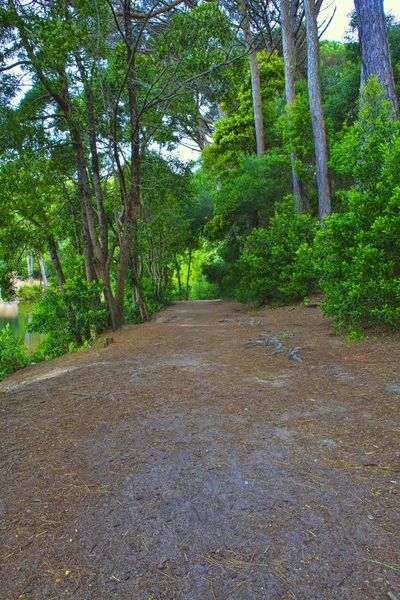 Estrada em uma floresta verde na primavera — Fotografia de Stock