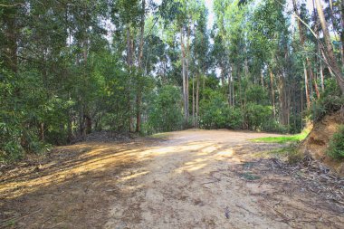 Bahar yeşil bir ormanda yol