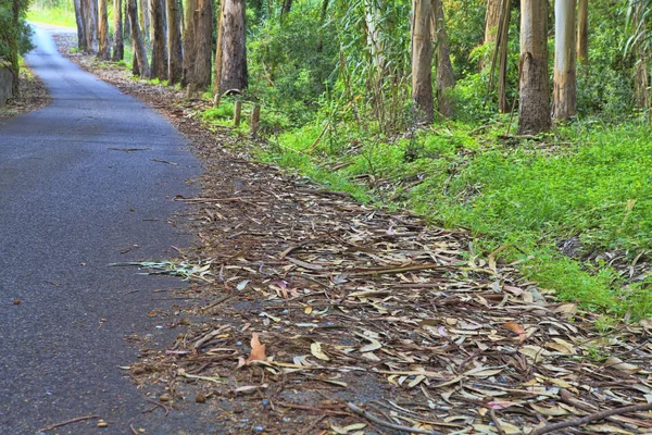 Road in a green forest in the spring — Stock Photo, Image