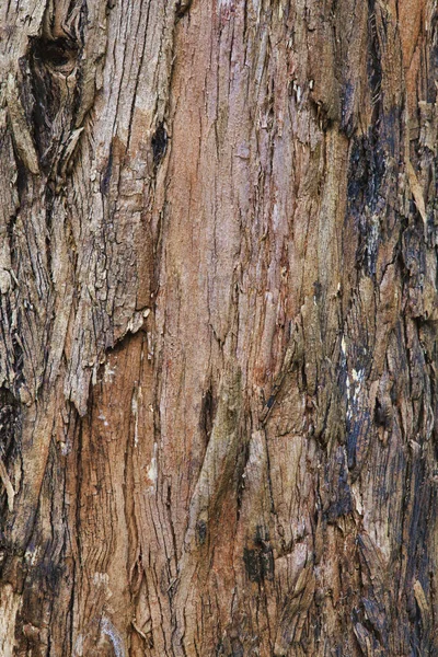 Primer plano de la corteza de un árbol viejo — Foto de Stock