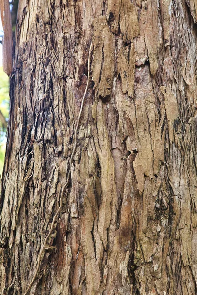 Closeup of the bark of an old tree — Stock Photo, Image