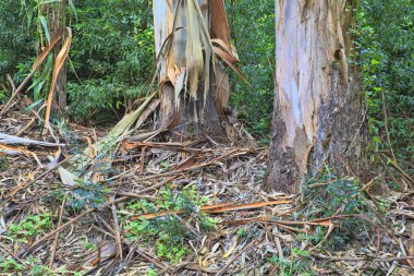 Baharda yeşil orman