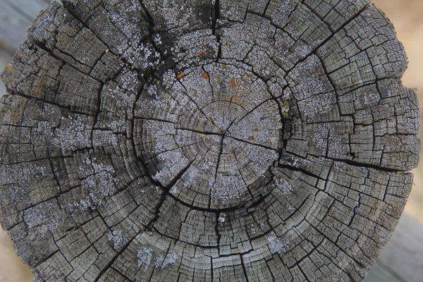 Vista superior de un árbol cortado — Foto de Stock