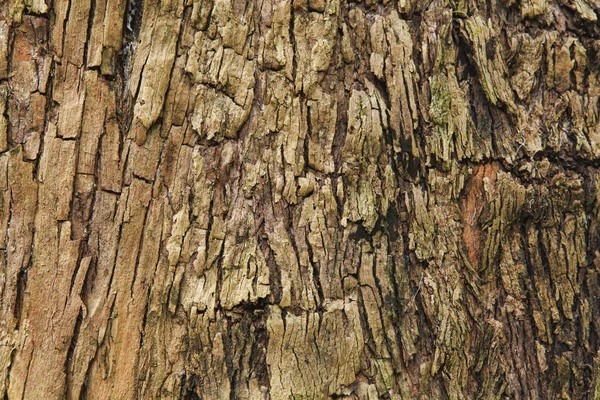 Primer plano de la corteza de un árbol viejo — Foto de Stock