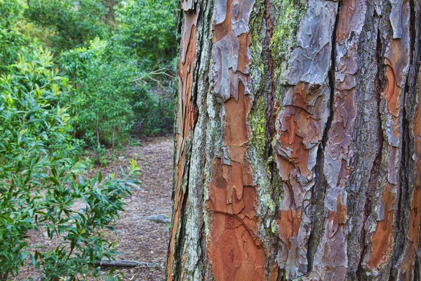 Closeup of the bark of an old tree — Stock Photo, Image