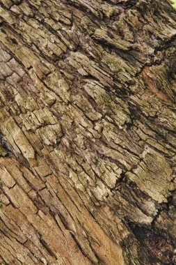 Yaşlı bir ağaç kabuğu closeup