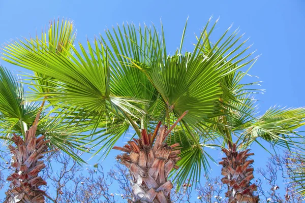 Palm boom close-up tegen het blauw van de wolkenloze hemel — Stockfoto