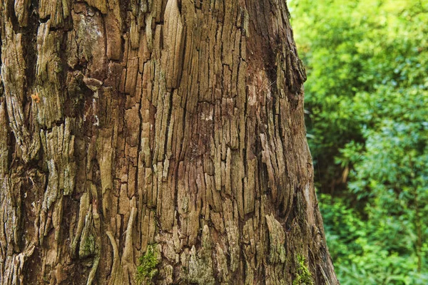 Primer plano de la corteza de un árbol viejo — Foto de Stock