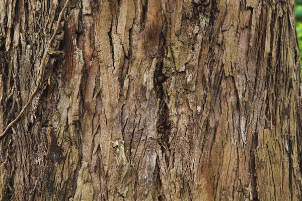 Closeup of the bark of an old tree — Stock Photo, Image