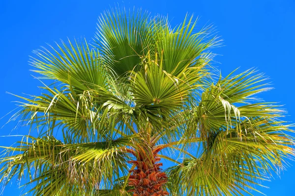 Palm boom close-up tegen het blauw van de wolkenloze hemel — Stockfoto