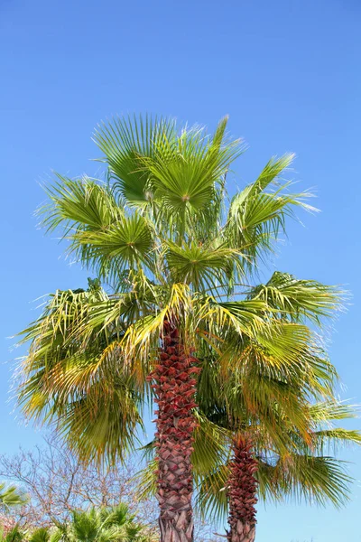 Palm boom close-up tegen het blauw van de wolkenloze hemel — Stockfoto