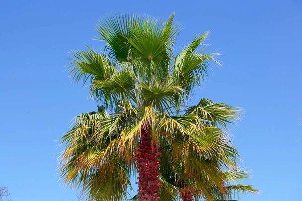 Palm boom close-up tegen het blauw van de wolkenloze hemel — Stockfoto