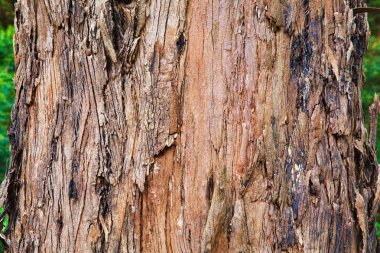 Yaşlı bir ağaç kabuğu closeup