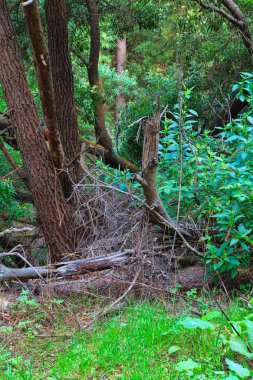 Baharda yeşil orman