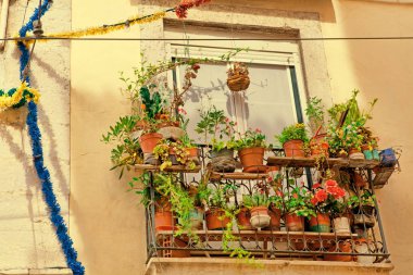 Eski pencere ve tarihi bir binada çiçeklere