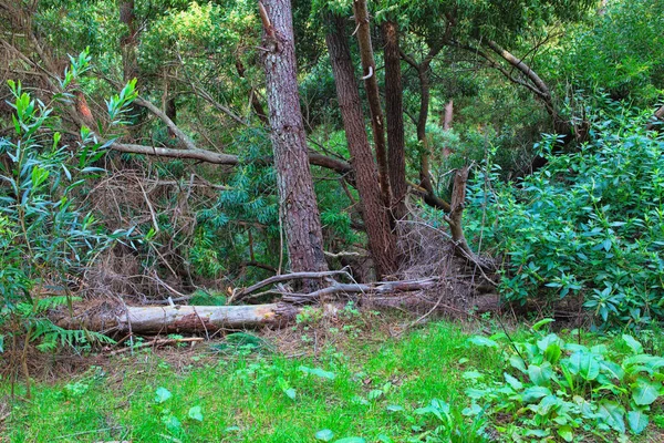 Grüner Wald im Frühling — Stockfoto