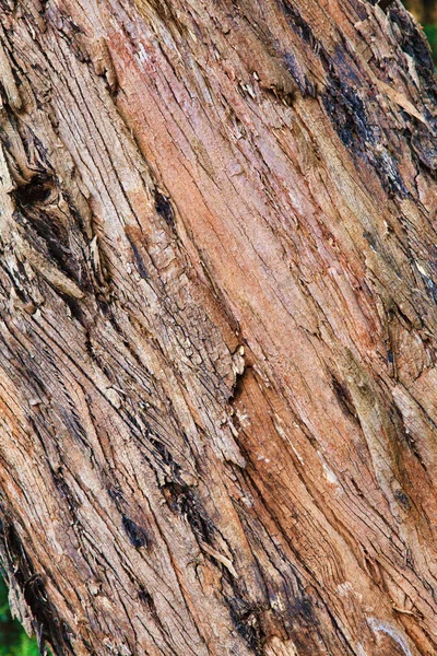 Primer plano de la corteza de un árbol viejo — Foto de Stock