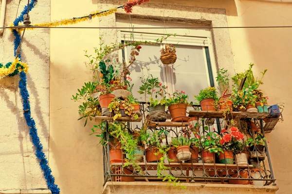 Vieille fenêtre et fleurs dans un bâtiment historique — Photo