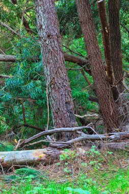 Baharda yeşil orman