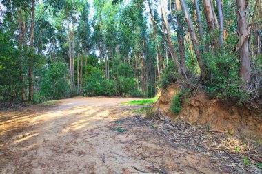 Bahar yeşil bir ormanda yol