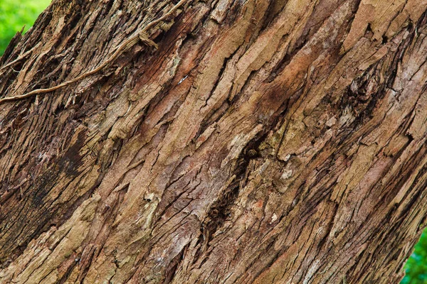 Closeup of the bark of an old tree — Stock Photo, Image