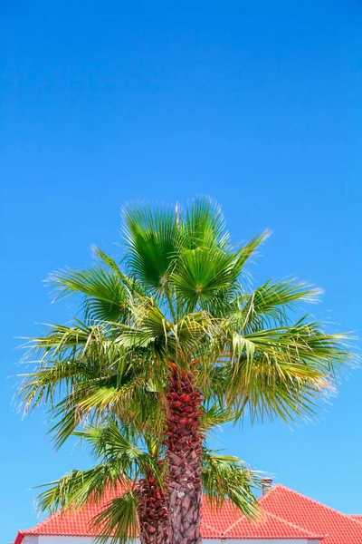 Palm boom close-up tegen het blauw van de wolkenloze hemel — Stockfoto