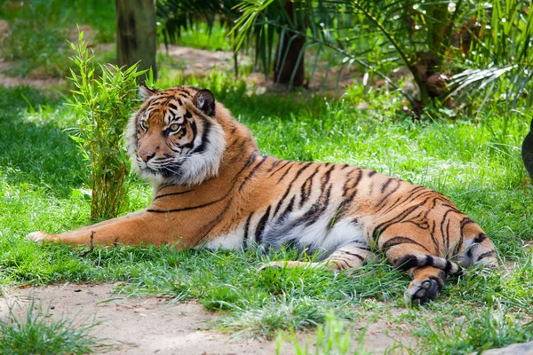 Tiger liegt auf dem Gras — Stockfoto