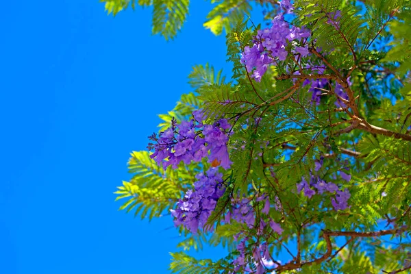 Blossoming  tree branch at sunset or sunrise — Stock Photo, Image