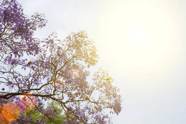 Tree with  flowers against the sky — Stock Photo, Image