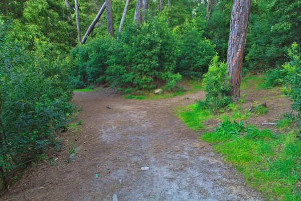 Estrada em uma floresta verde na primavera — Fotografia de Stock