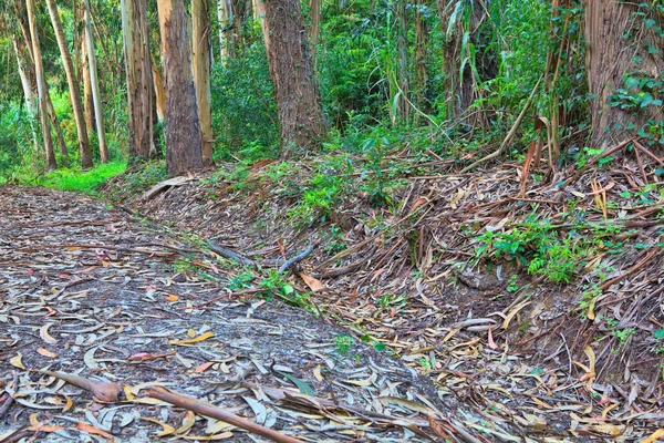 Road in a green forest in the spring — Stock Photo, Image